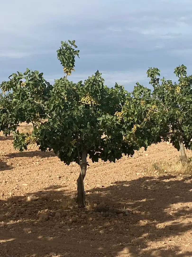 Terreno en venta en Tomelloso