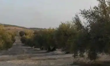 Terreni e lotti in vendita a Martos, imagen 2