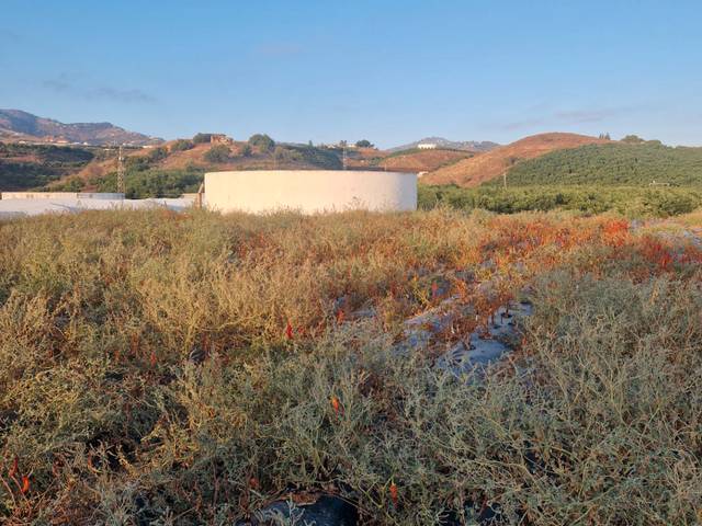 Terreno en Venta en Diseminado Pinar Bajo, 29 en El Limonar