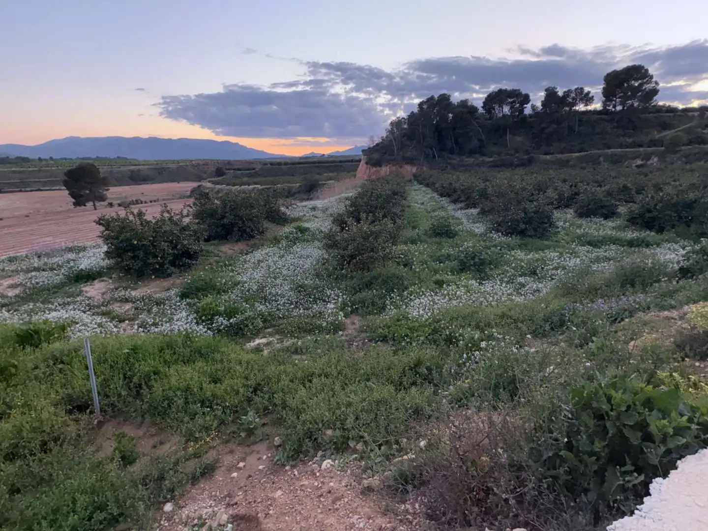 Lands and plots for sale in Mula, imagen 6