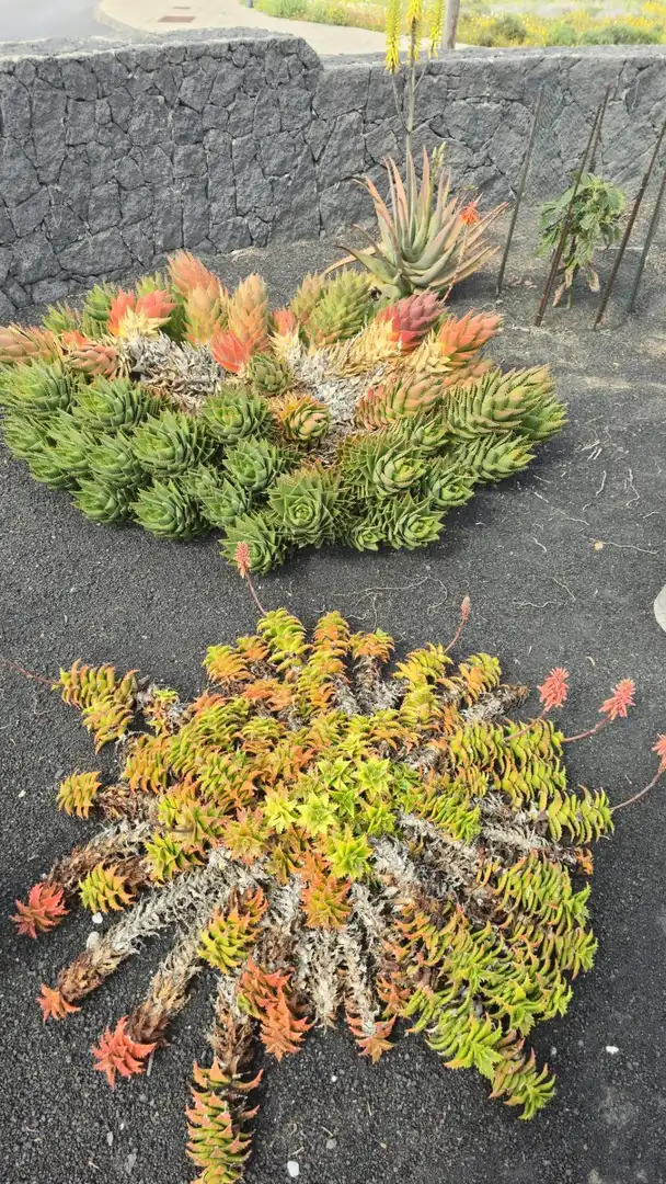 Jardí de Casa o xalet en venda en Tinajo amb Jardí privat, Terrassa i Traster
