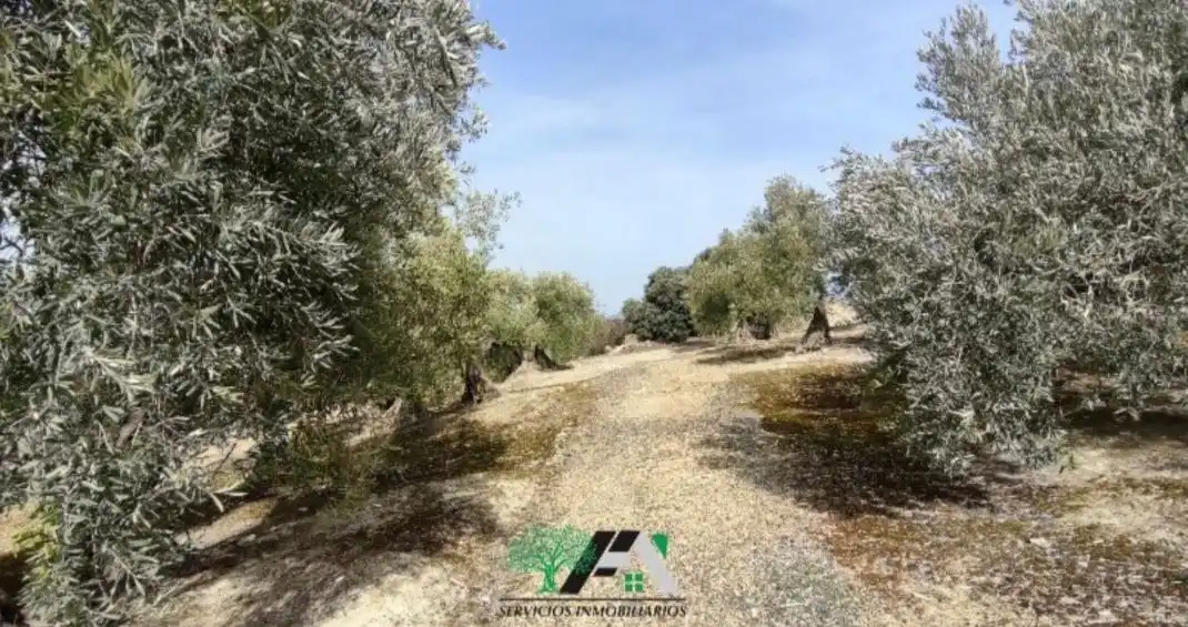 Terrenos y solares en venta en Úbeda, imagen 9