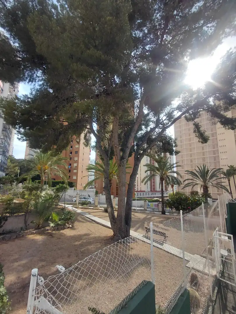 Apartament amb piscina en venda a Calle de Londres, imagen 14