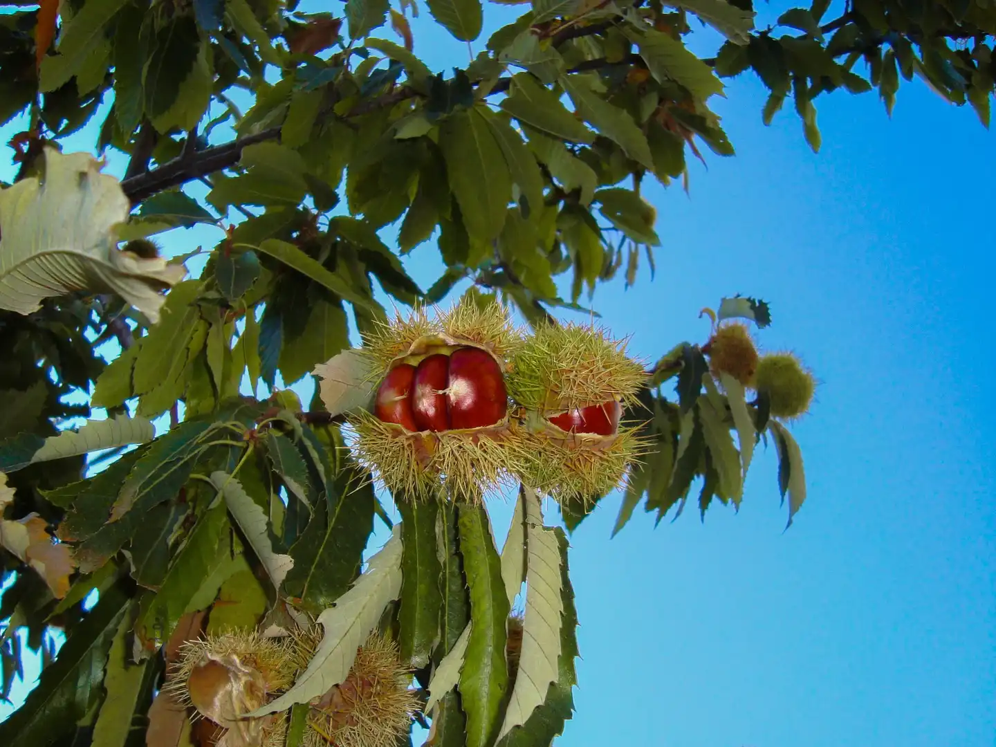 Jardí de Casa o xalet en venda en El Hornillo 