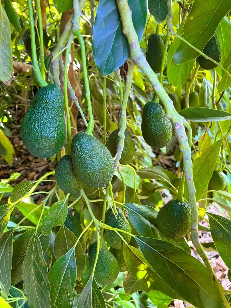Jardí de Residencial en venda en Pego