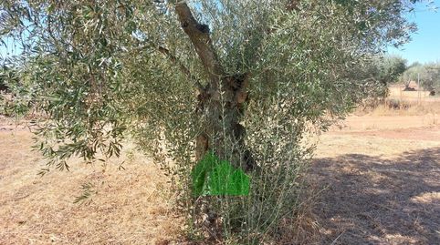 Foto 3 von Residential zum Verkauf in Montijo, Badajoz