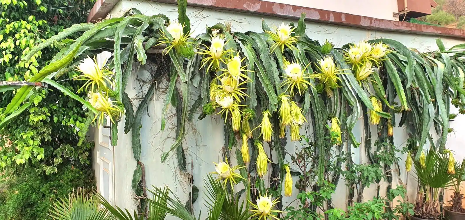 Jardí de Casa o xalet en venda en Guaro amb Aire condicionat, Jardí privat i Moblat