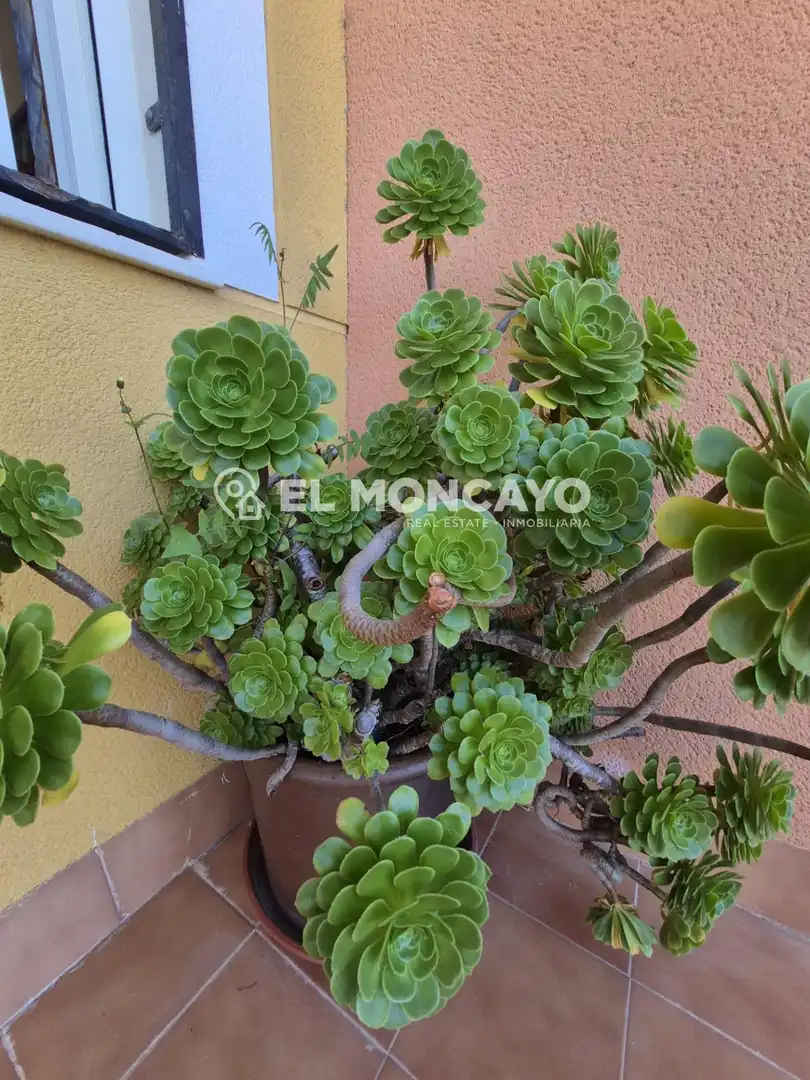 Garden of Ground floor for sale in Guardamar del Segura  with Private garden, Terrace and Furnished
