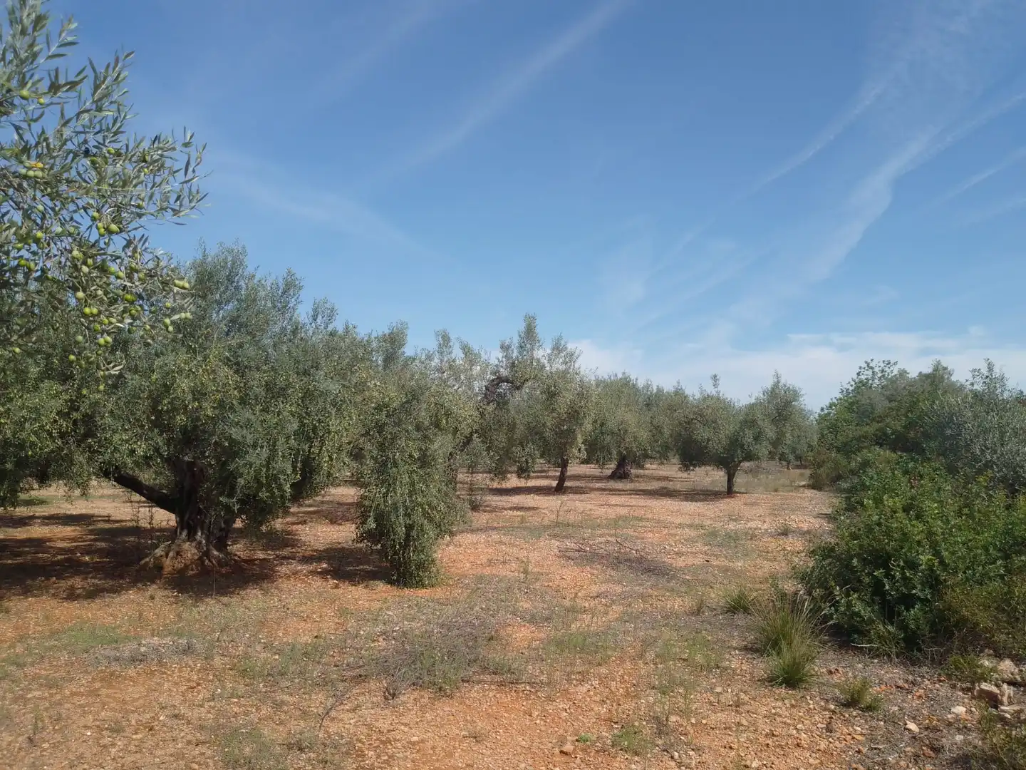 Terreny rústic en venda a Càlig, imagen 4