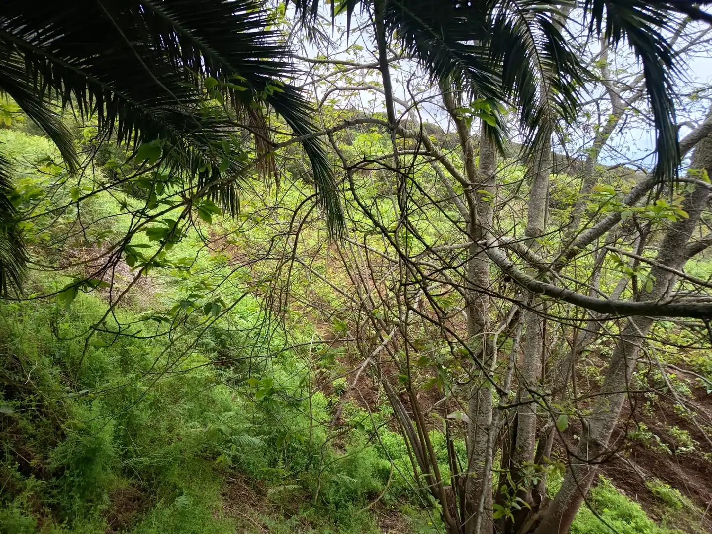 Land for sale in Icod de los Vinos