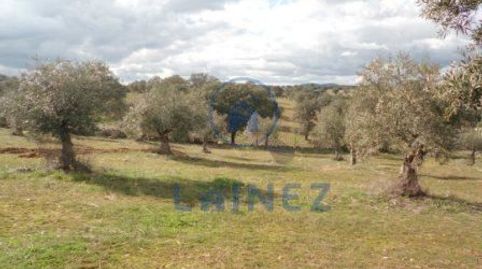 Olivar en venta situado en el municipio de los Blázquez provincia de Córdoba , con una superficie de  2 hectáreas (20.000 m2) , mu, immagine 3