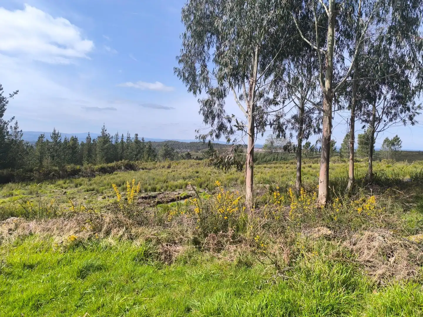 Casa o xalet en venda en Palas de Rei amb Jardí privat
