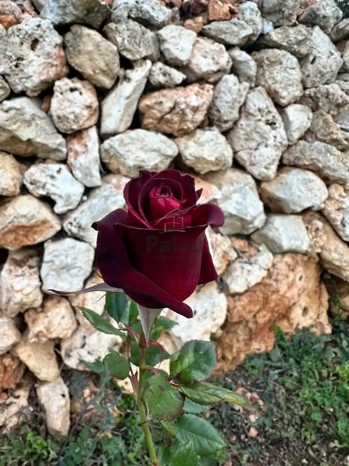 Garden of Residential for sale in Ciutadella de Menorca