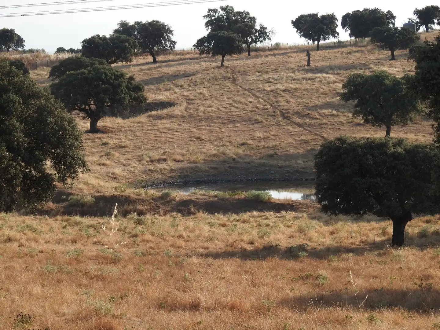 Land for sale in Villar del Pedroso