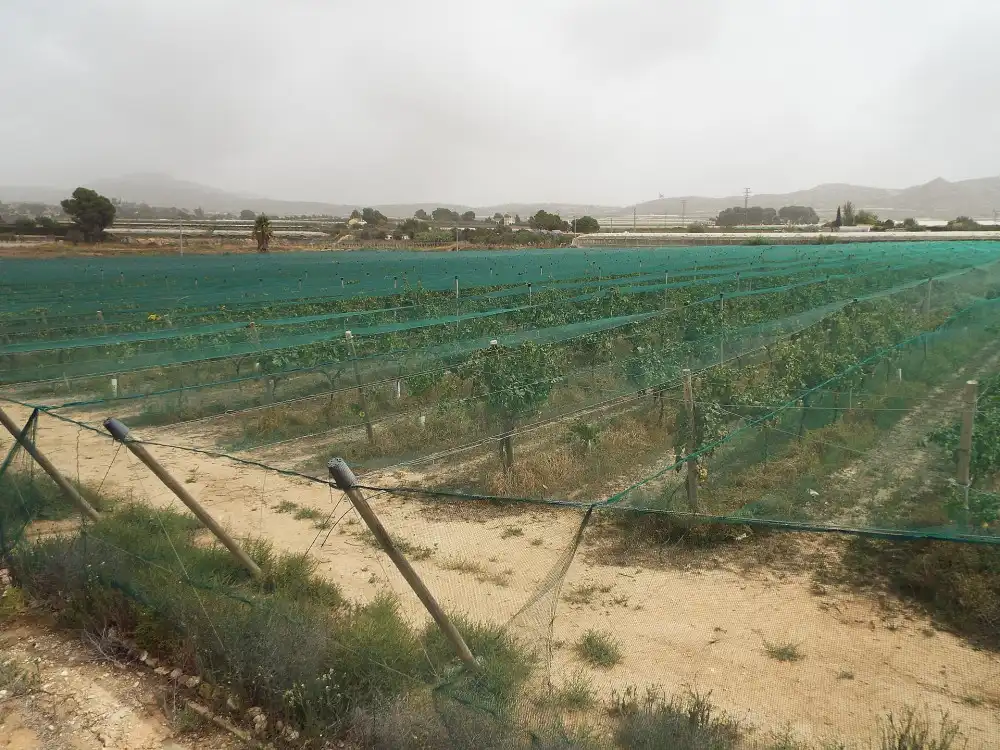 Terreno residencial en venta en Monforte del Cid, imagen 3