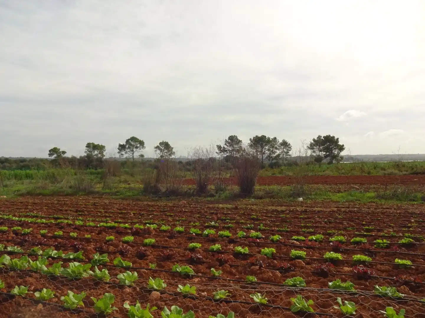 Finca rústica en venta en  Palma de Mallorca