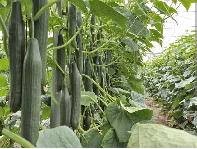 Terreno en Venta en Cabó