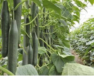 Garten von Grundstücke zum verkauf in Cabó