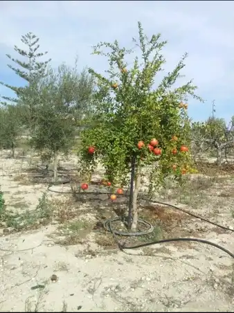 Xalet en venda a Perleta - Maitino, imagen 8