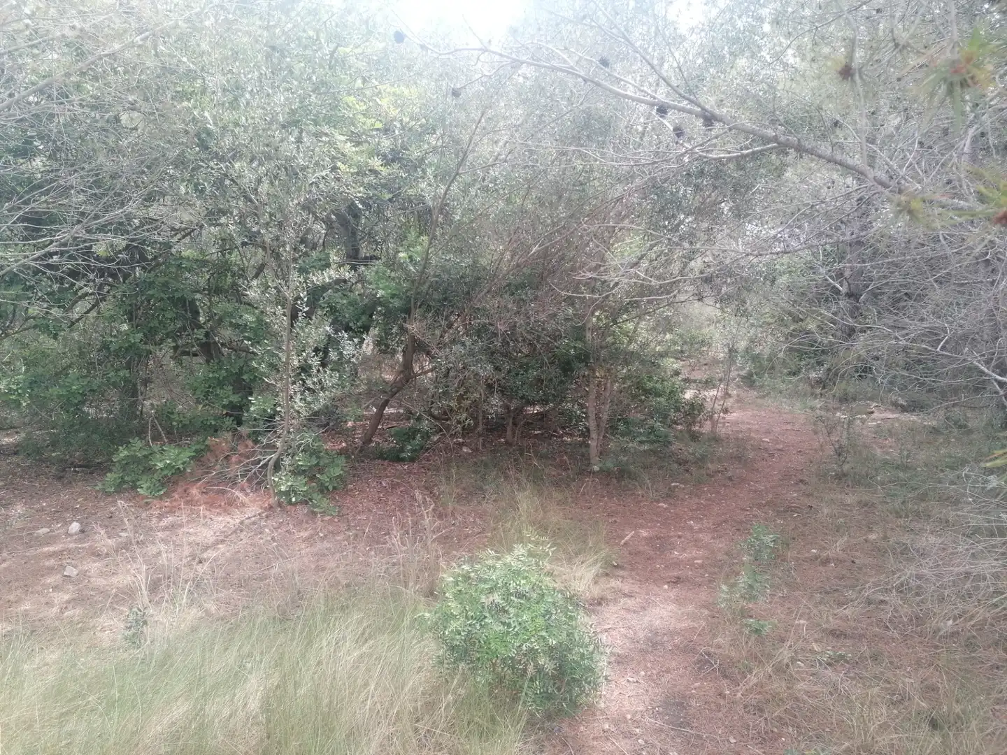 Wohnbaugrundstück zum Verkauf in Carrer Felip Pedrell 3, imagen 8