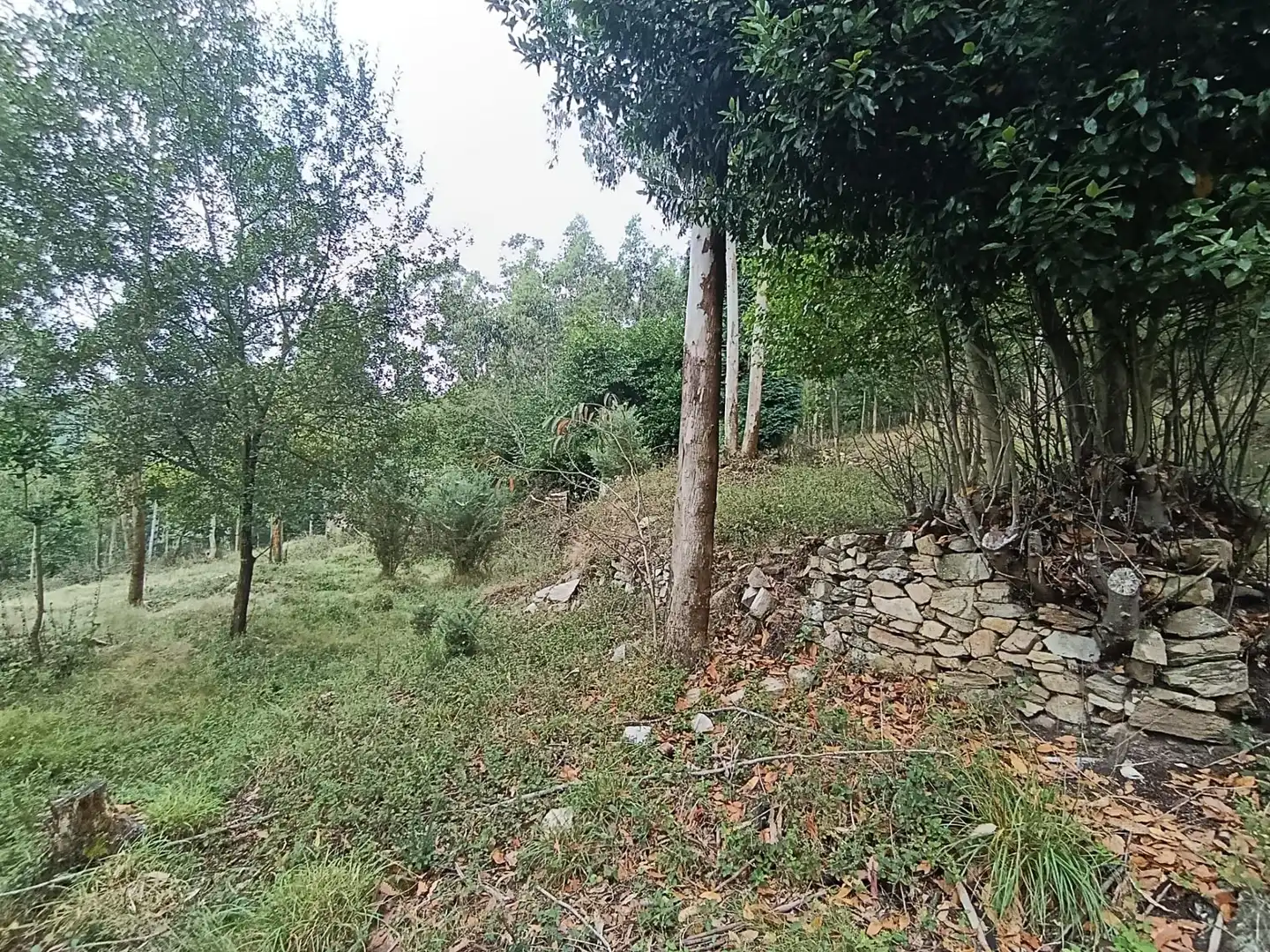Country homes for sale in Pravia
