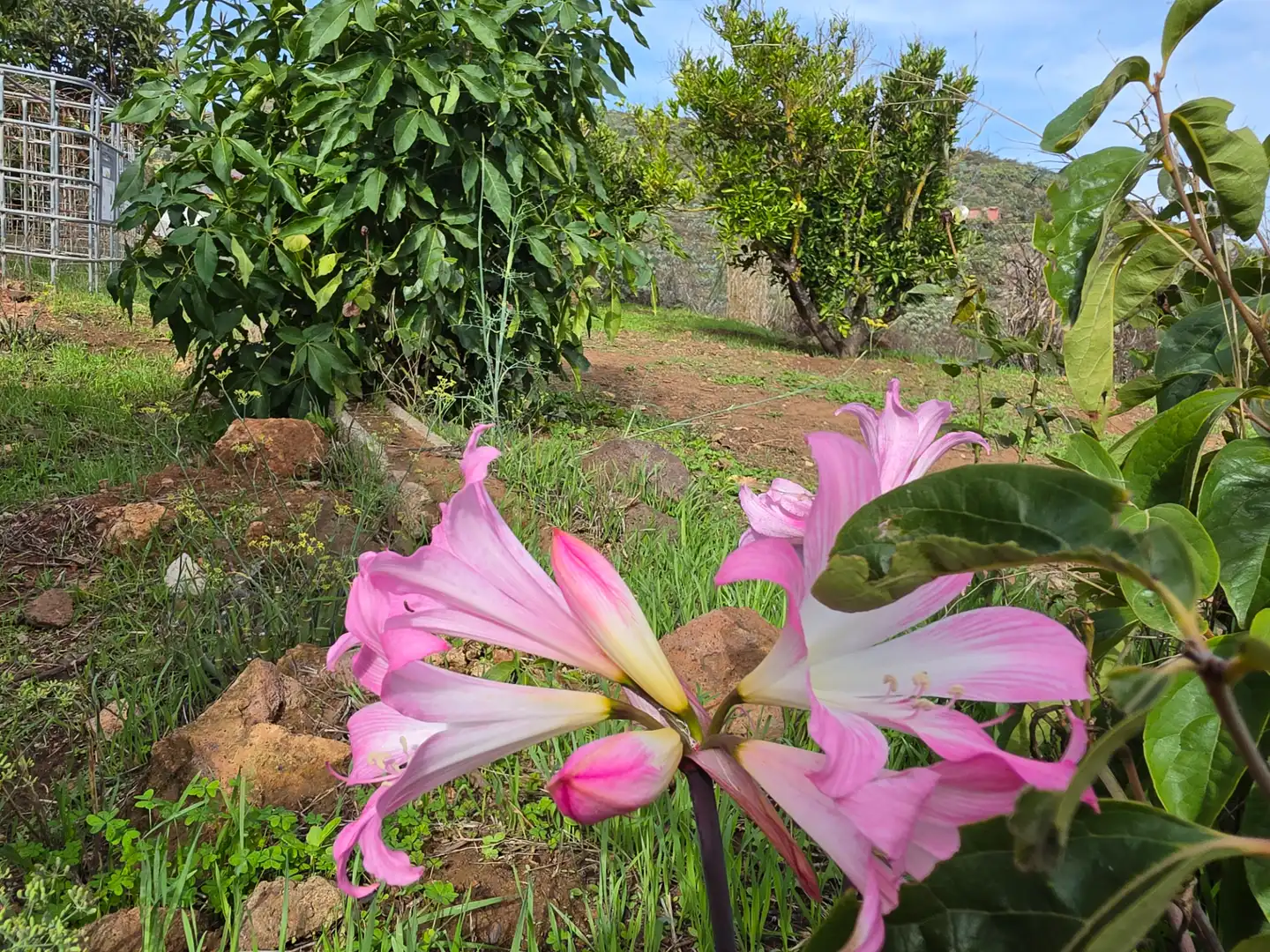 Jardín de Finca rústica en venta en El Palmar