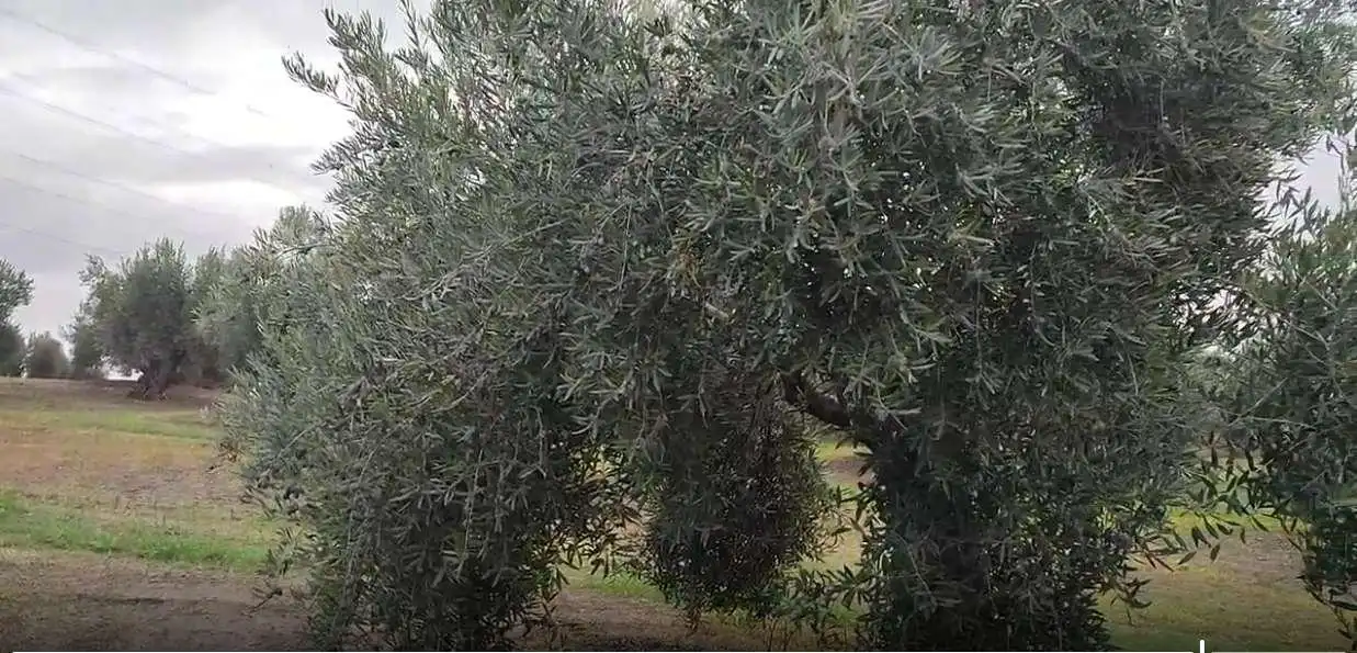 Rustikales Grundstück zum Verkauf in Cañete de las Torres, imagen 2