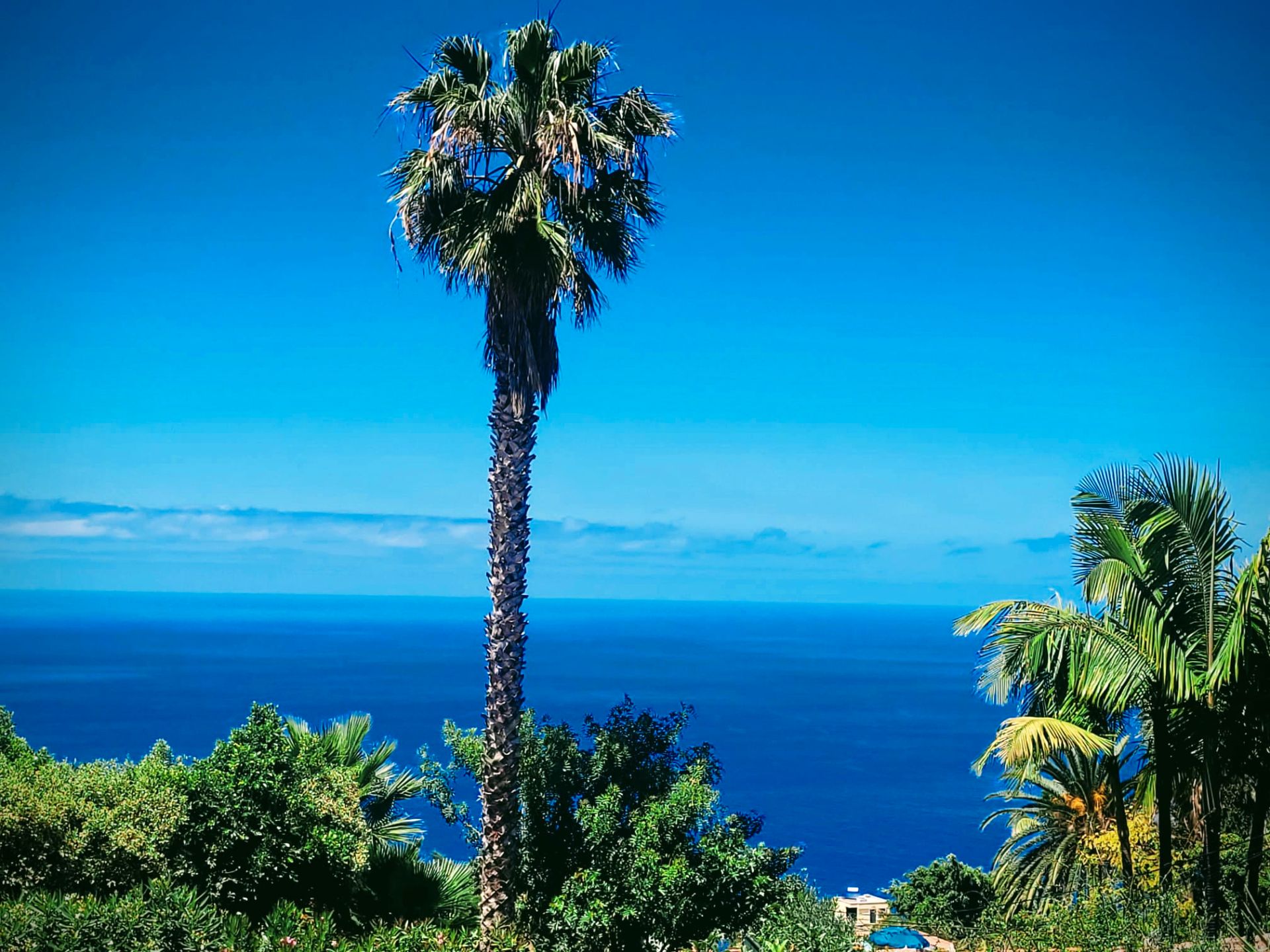 Exterior view of Apartment for sale in Santa Úrsula  with Private garden, Terrace and Community pool