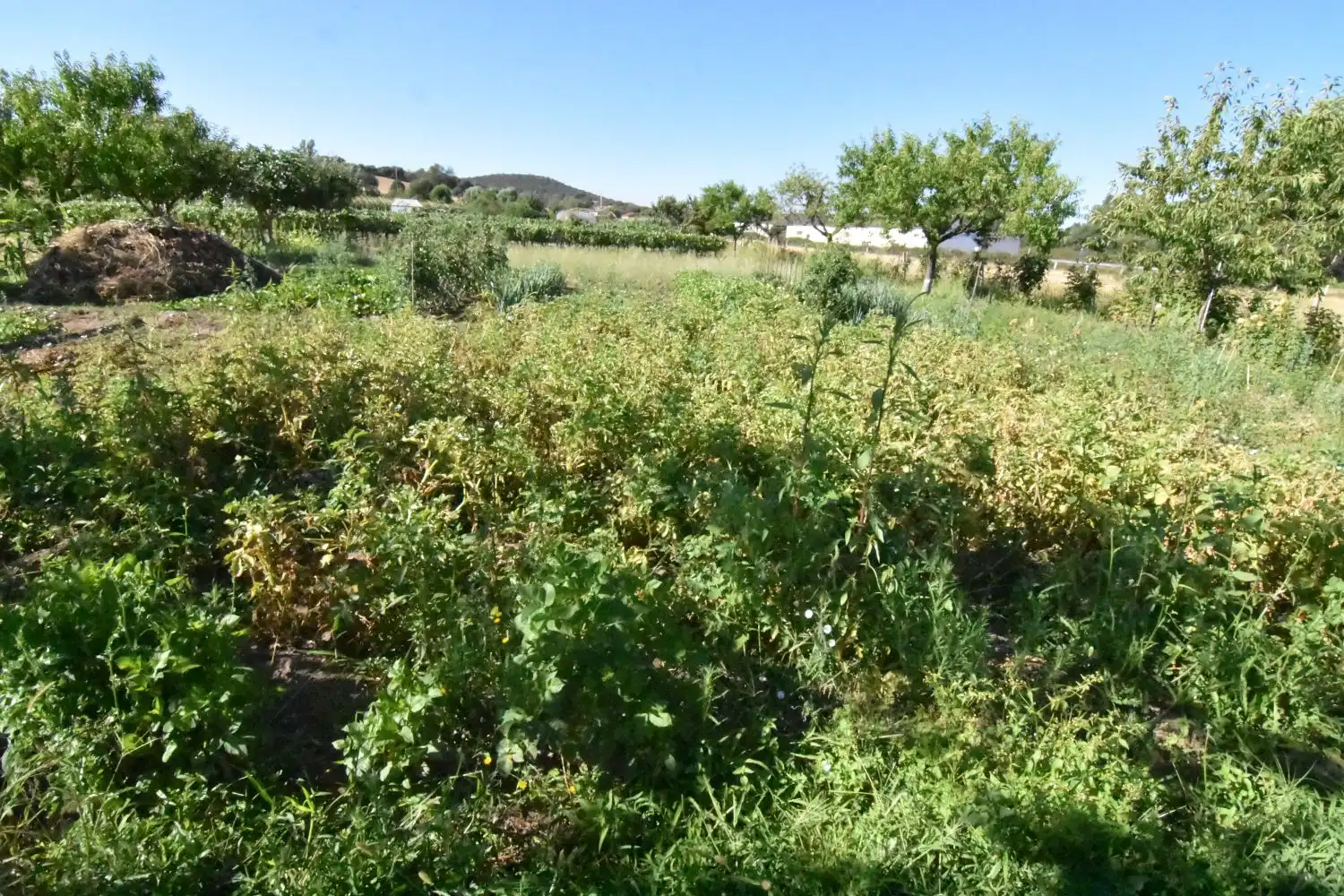 Finca rústica en venta en Ciudad Rodrigo