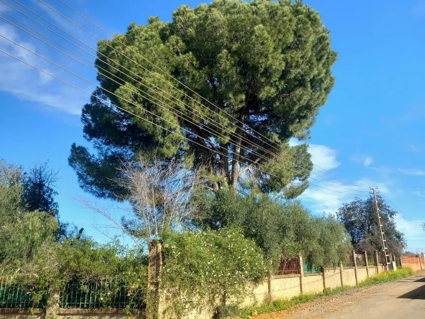 Casa o chalet en venta en Calle de Federico García Lorca, Carmona