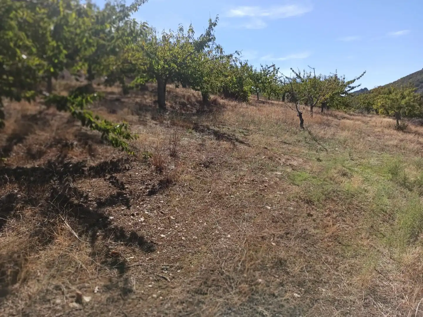 Land for sale in Navezuelas