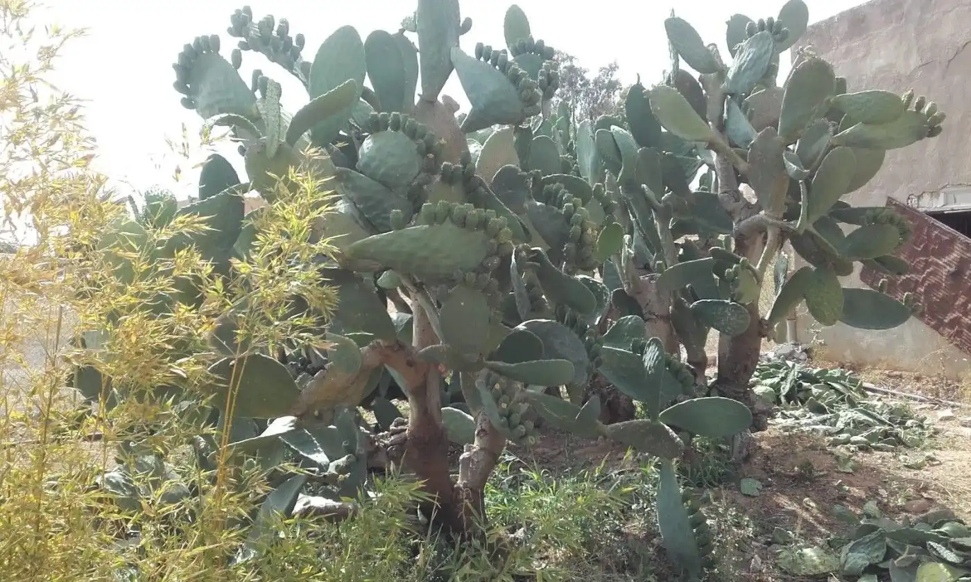 Jardí de Planta baixa en venda en Fuente Álamo de Murcia amb Traster i Moblat