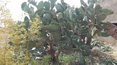 Foto 5 de Planta baixa en venda a La Pinilla - Las Palas, Murcia