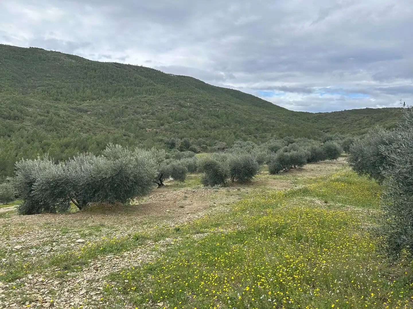 Land for sale in Biure