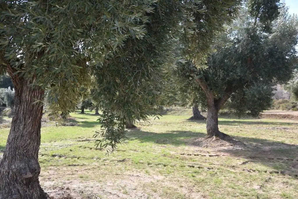Terreni e lotti in vendita a Mazaleón, imagen 6