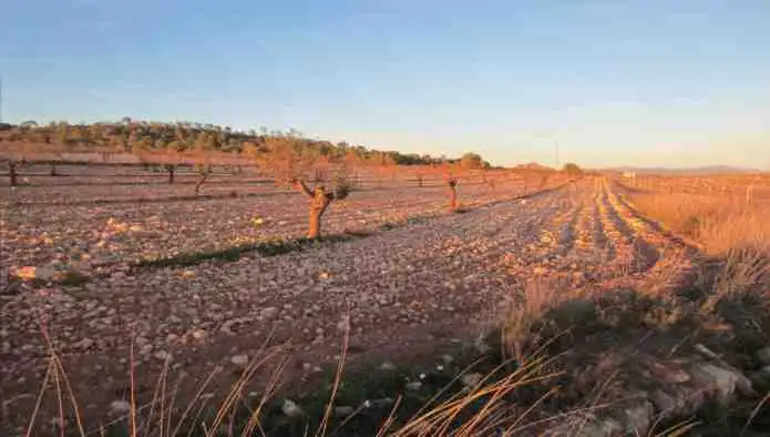 Rural land for sale in Pd Alciri, imagen 12