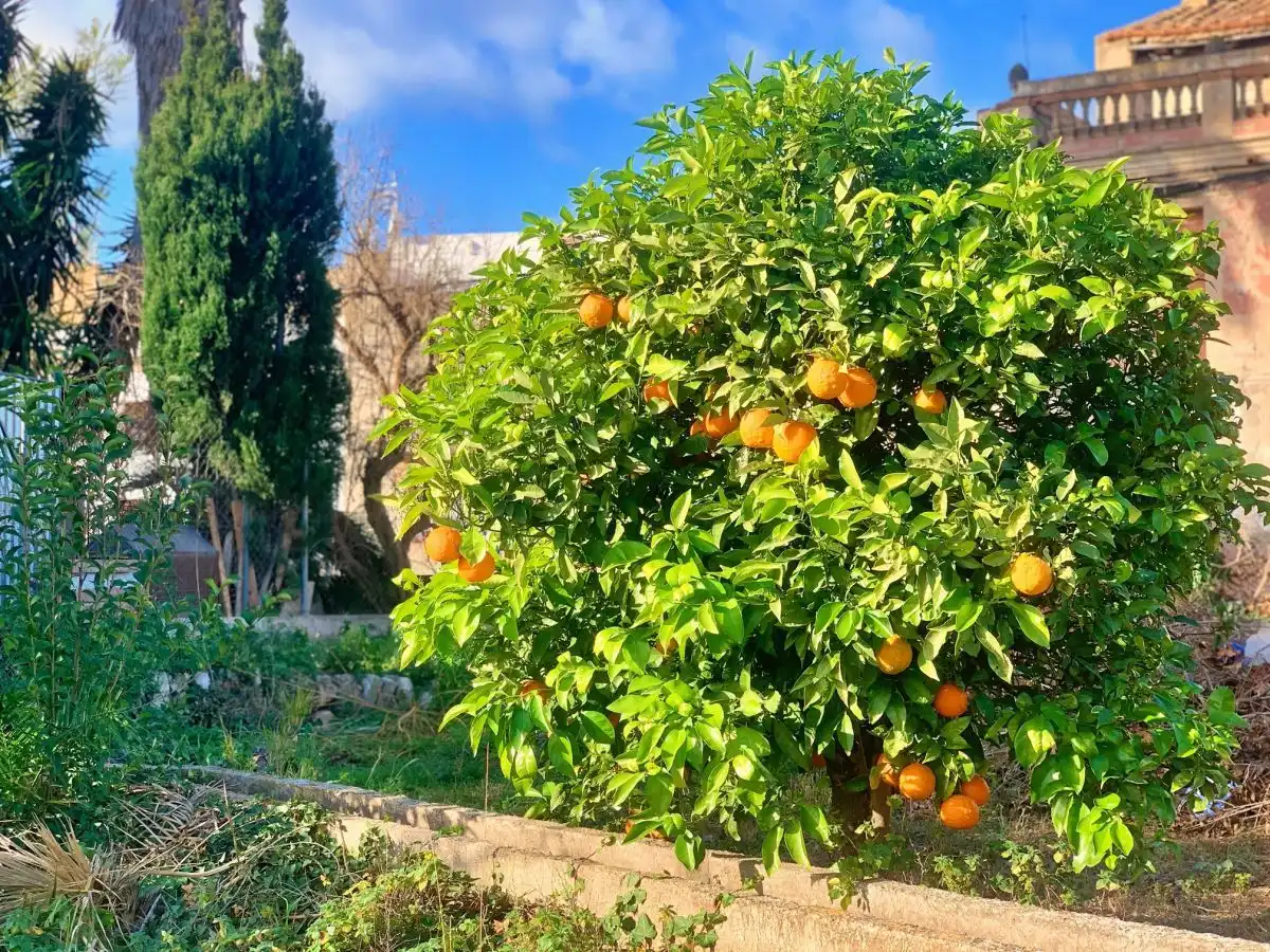 Garten von Country house zum Verkauf in Tortosa