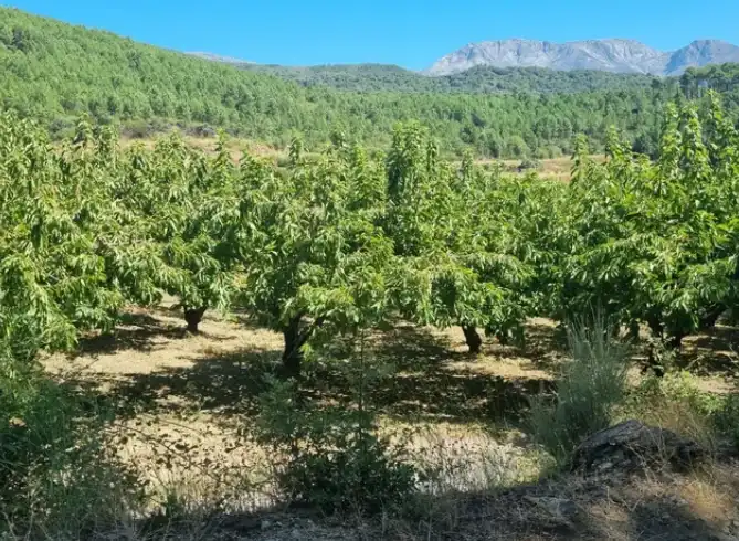 Terreni e lotti in vendita a Mombeltrán, imagen 7