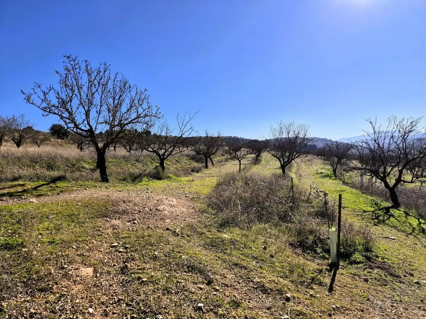 Rural land for sale in Alhama de Granada, imagen 18