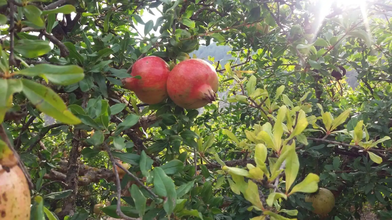 Terreni e lotti in vendita a Villamena, imagen 4