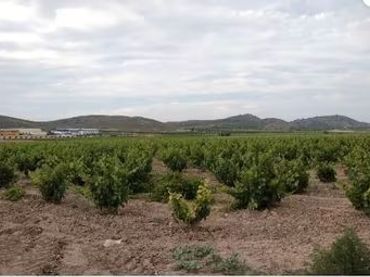 Terreno rustico in vendita a Jumilla