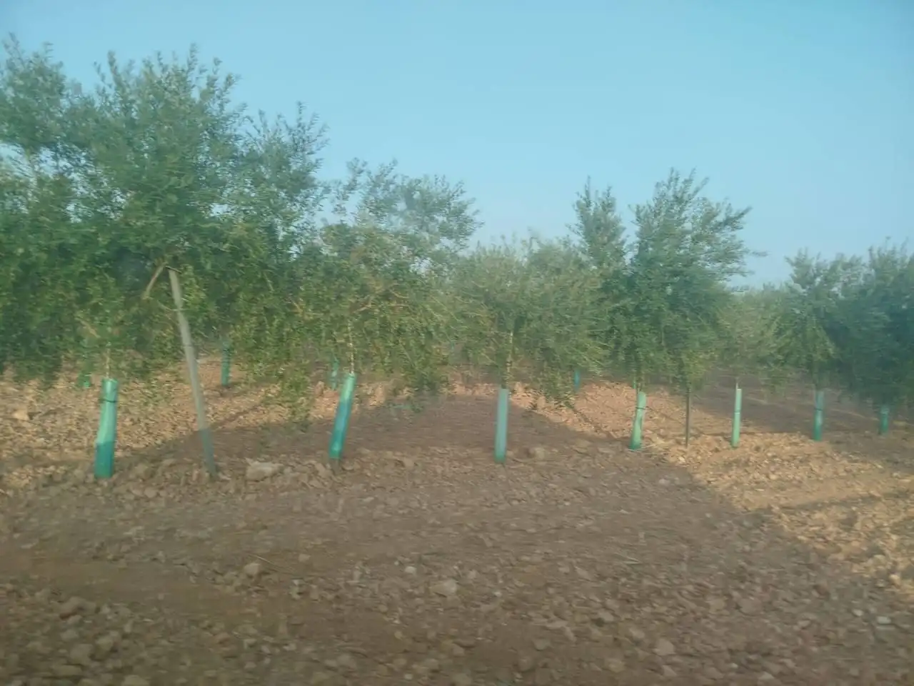 Terreny rústic en venda a Puerto Lápice, imagen 6