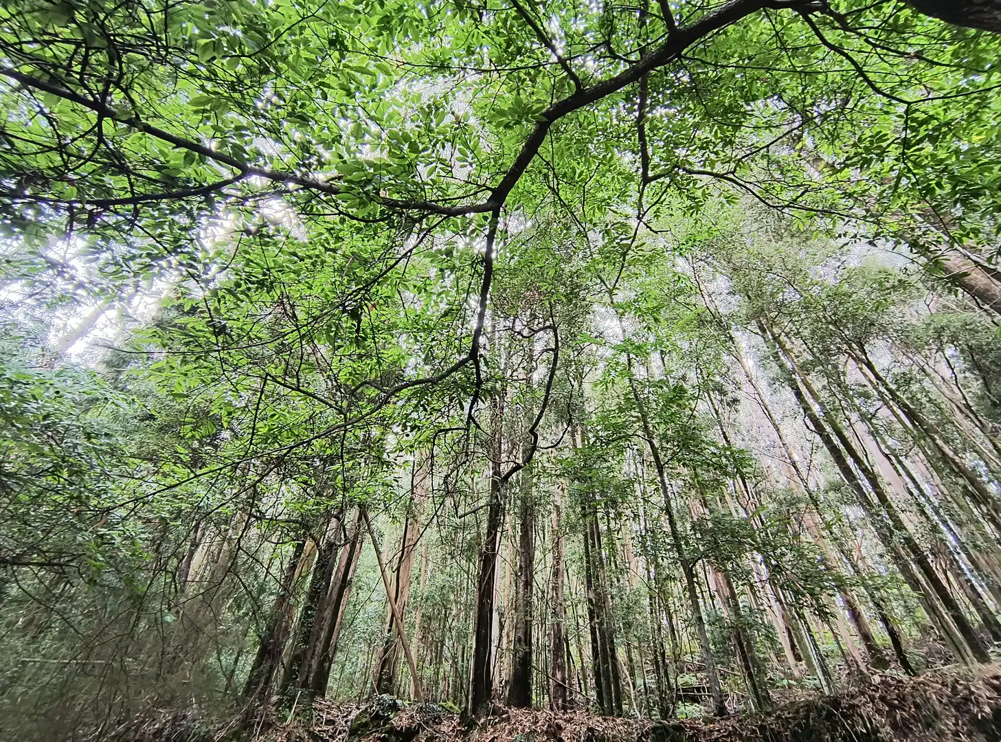 Terrenos y solares en venta en Mondariz