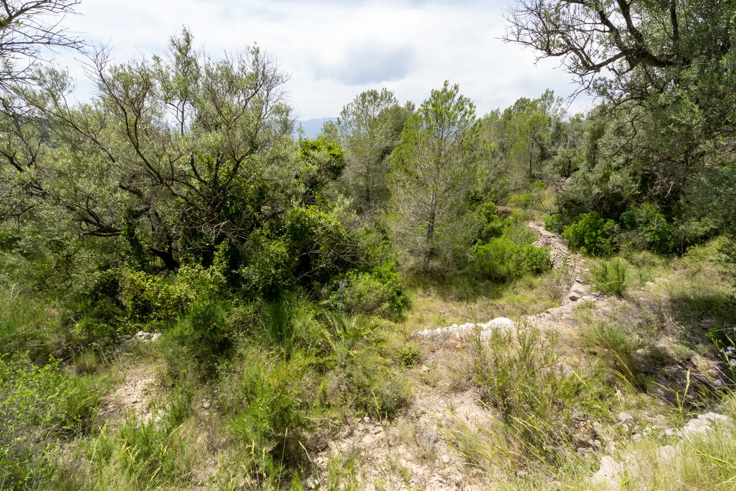 Terrain rustique à vendre à Camí dels Corrals de la Riba 9, imagen 5