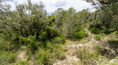 Finca rústica sin edificación y bonitas vistas, imatge 5
