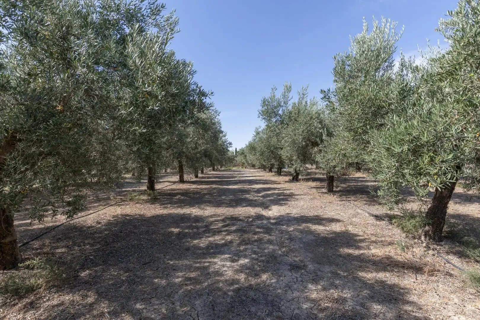 Lands and plots for sale in DISEMINADOS 0, imagen 21