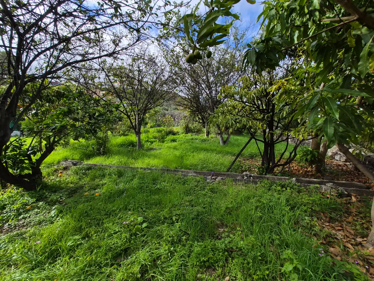 Rural land for sale in Camino la Cueva del Rey, imagen 26