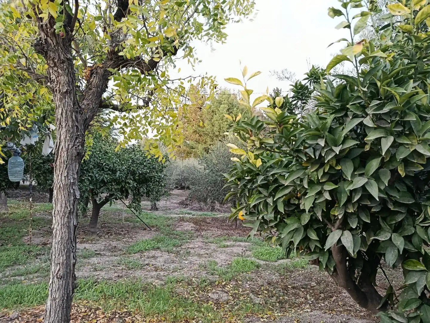 Chalet con jardín en venta en Lorca Ciudad, imagen 20