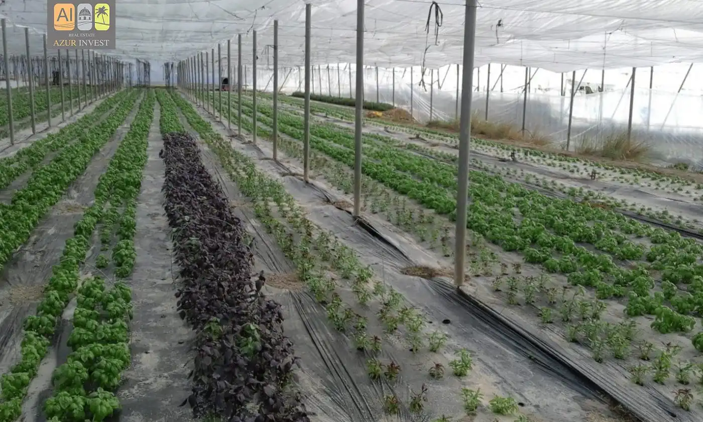 Finca rústica en venda a El Secanet - Hacienda del Sol