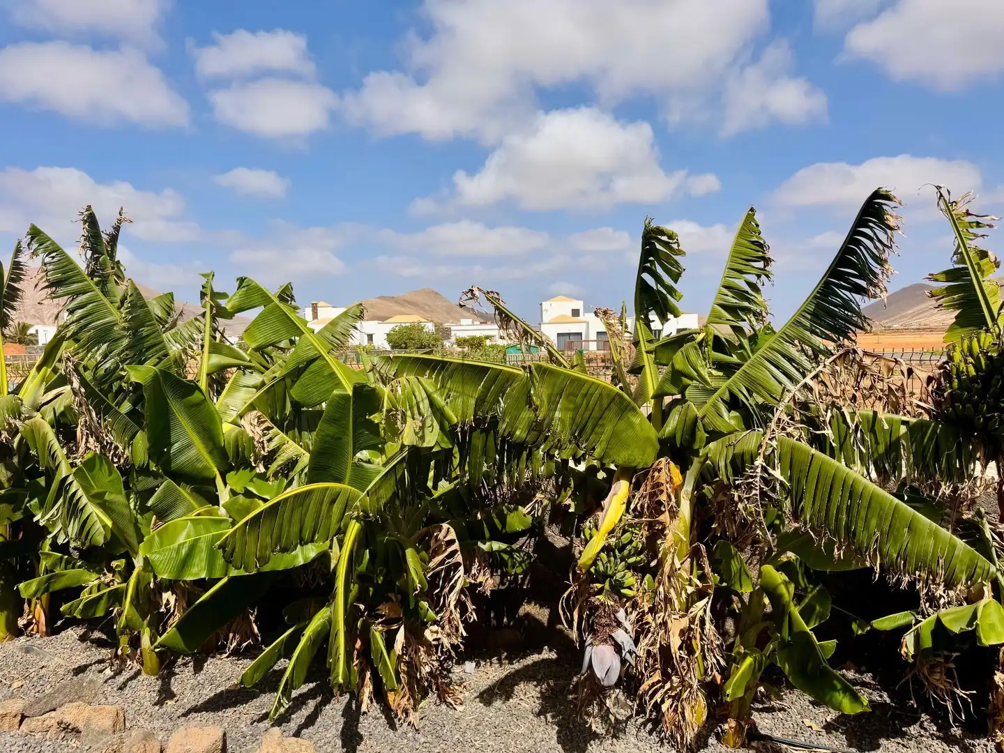 Casa con jardín en venta en Del Morro, imagen 68